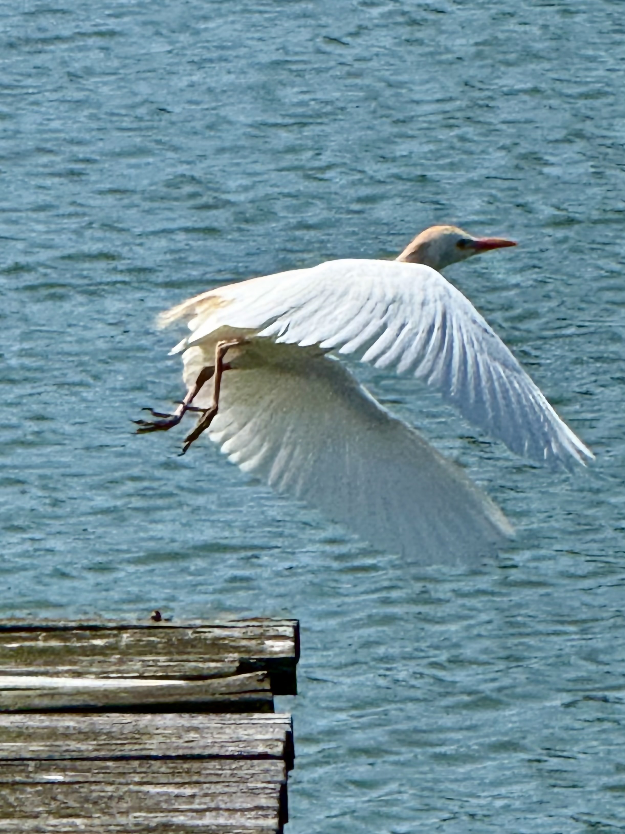 Egret in flight over the water near Occano