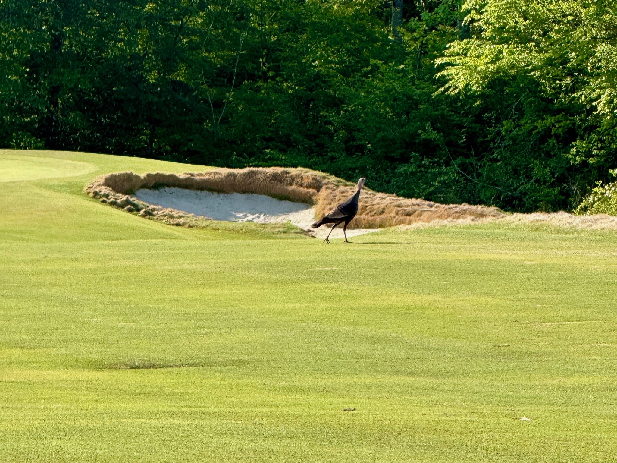 Wild turkey near a sand bunker at Occano golf course