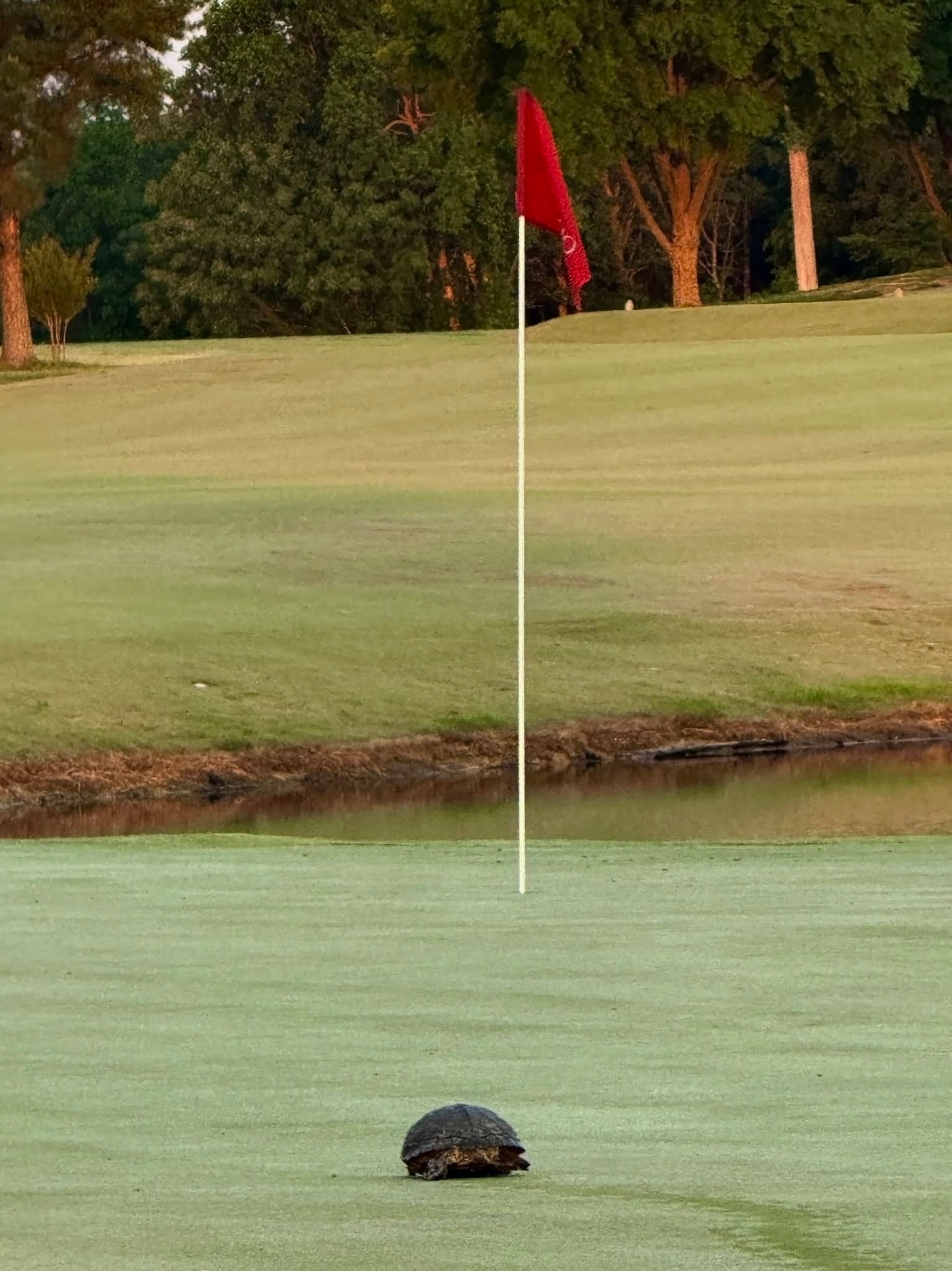 Turtle on the golf green at Occano